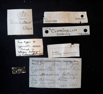 Media type: image;   Ichthyology 1694 Description: photograph;  Aspect: labels